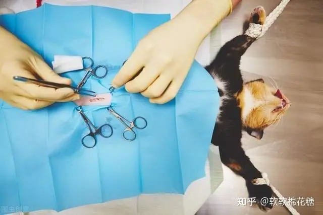 公猫结扎手术多少钱