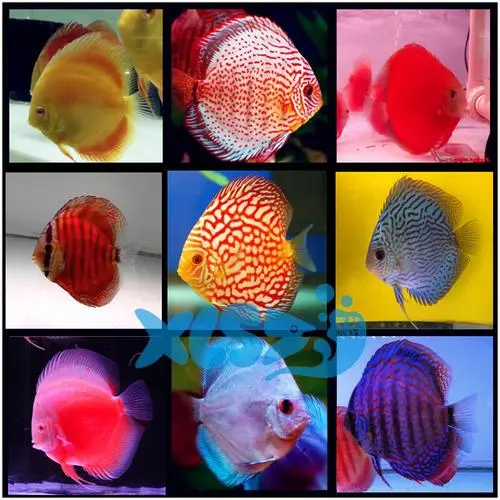 七彩神仙鱼有多少品种