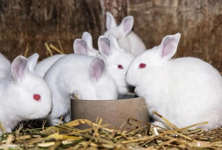 兔子一餐吃多少合适