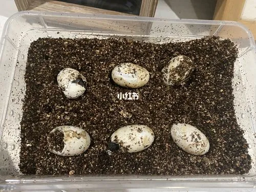 乌龟蛋怎么孵化多少天