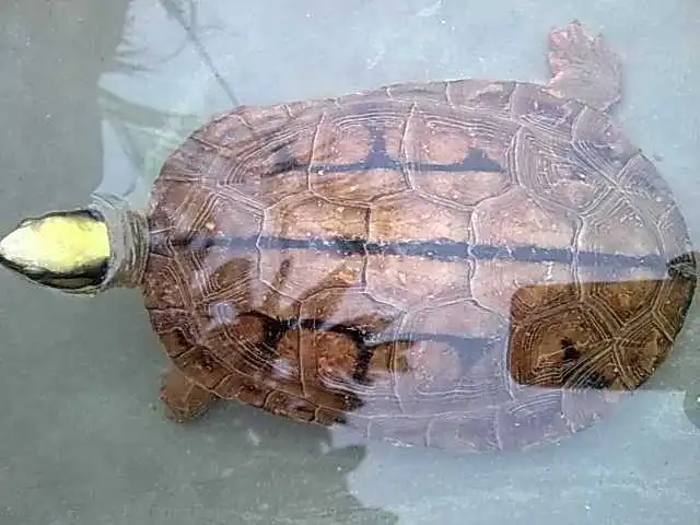 养中华龟放多少水